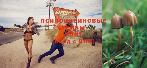 гашик Алексин